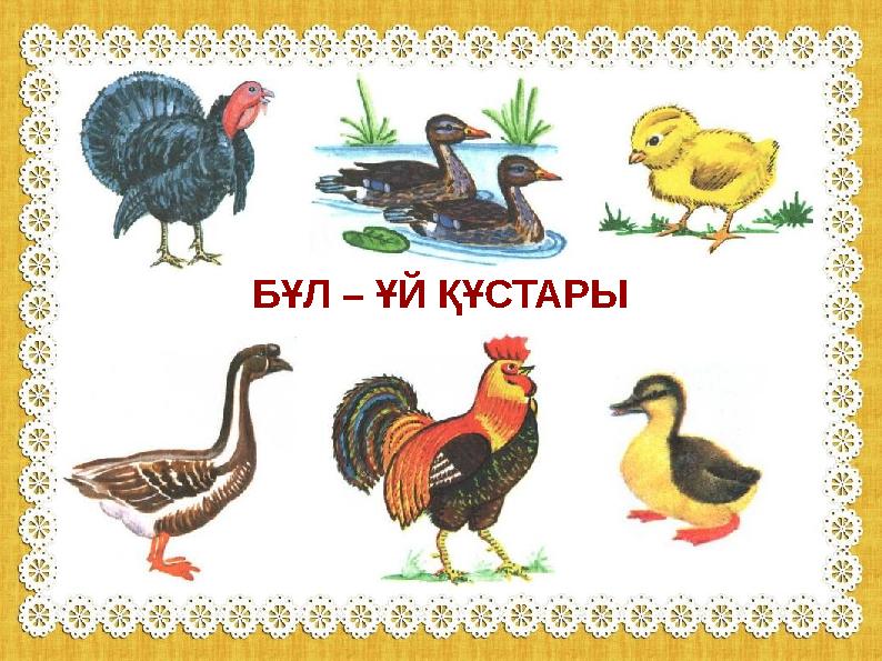 БҰЛ – ҰЙ ҚҰСТАРЫ БҰЛ – ҰЙ ҚҰСТАРЫ
