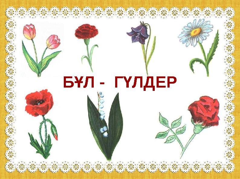 БҰЛ - ГҮЛДЕР БҰЛ - ГҮЛДЕР