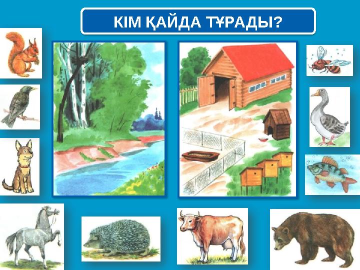 КІМ ҚАЙДА ТҰРАДЫ? КІМ ҚАЙДА ТҰРАДЫ?