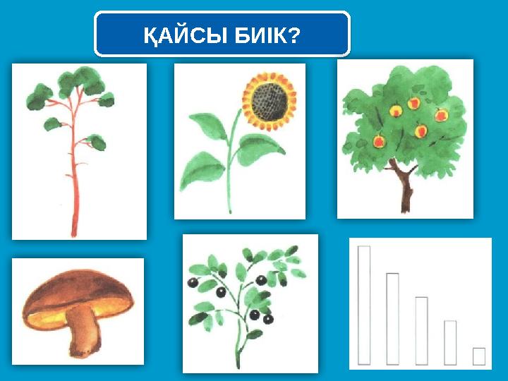 ҚАЙСЫ БИІК? ҚАЙСЫ БИІК?