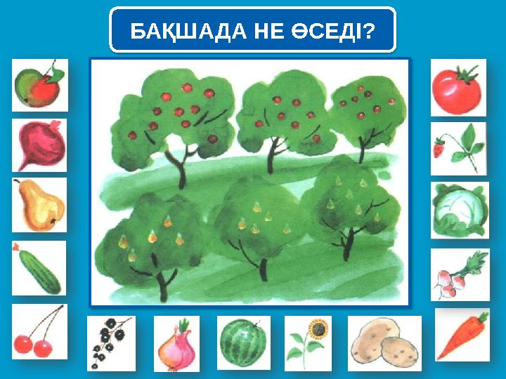 БАҚШАДА НЕ ӨСЕДІ? БАҚШАДА НЕ ӨСЕДІ?