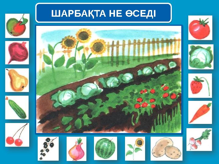 ШАРБАҚТА НЕ ӨСЕДІ ШАРБАҚТА НЕ ӨСЕДІ
