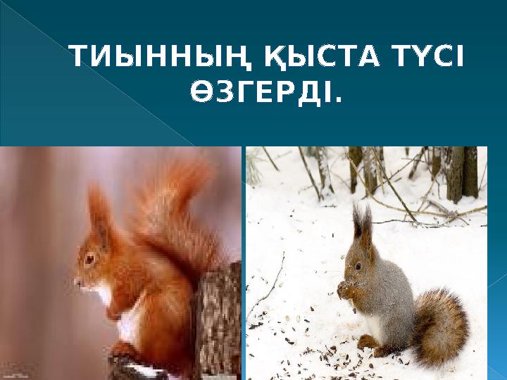 ТИЫННЫҢ ҚЫСТА ТҮСІ ӨЗГЕРДІ. ТИЫННЫҢ ҚЫСТА ТҮСІ ӨЗГЕРДІ.