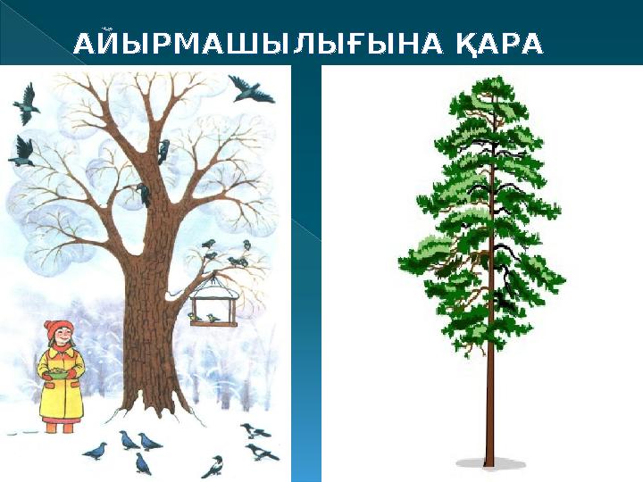АЙЫРМАШЫЛЫҒЫНА ҚАРА АЙЫРМАШЫЛЫҒЫНА ҚАРА