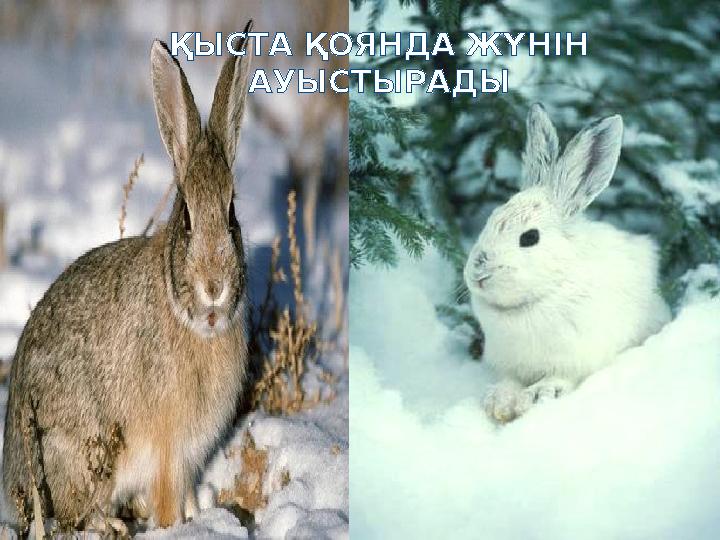 ҚЫСТА ҚОЯНДА ЖҮНІН АУЫСТЫРАДЫ ҚЫСТА ҚОЯНДА ЖҮНІН АУЫСТЫРАДЫ