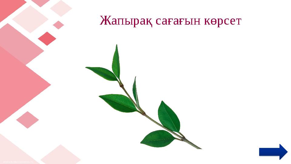 Жапырақ сағағын көрсет