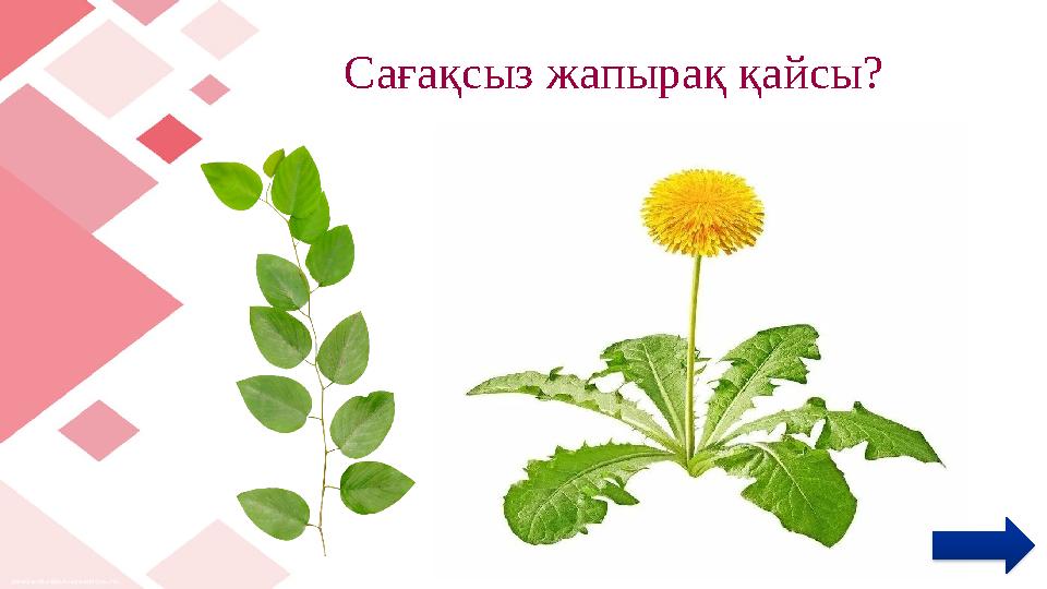 Сағақсыз жапырақ қайсы?