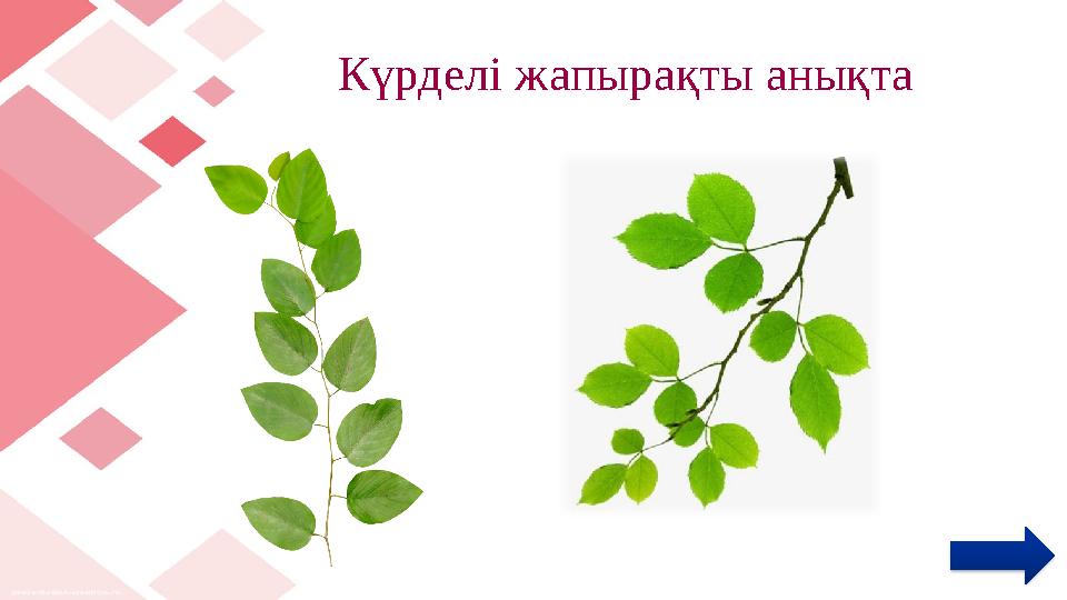 Күрделі жапырақты анықта