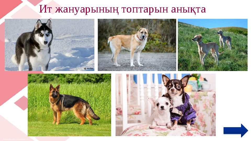 Ит жануарының топтарын анықта