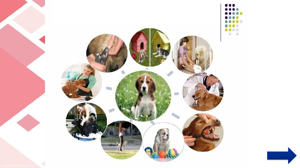 Ит күтімі туралы ақпарат бер