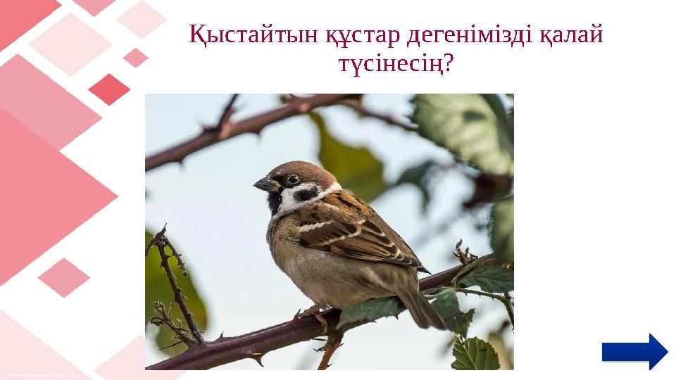 Қыстайтын құстар дегенімізді қалай түсінесің?