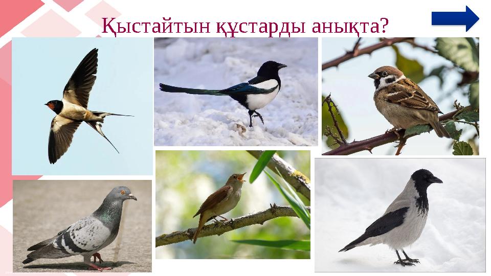 Қыстайтын құстарды анықта?