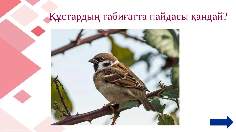 Құстардың табиғатта пайдасы қандай?