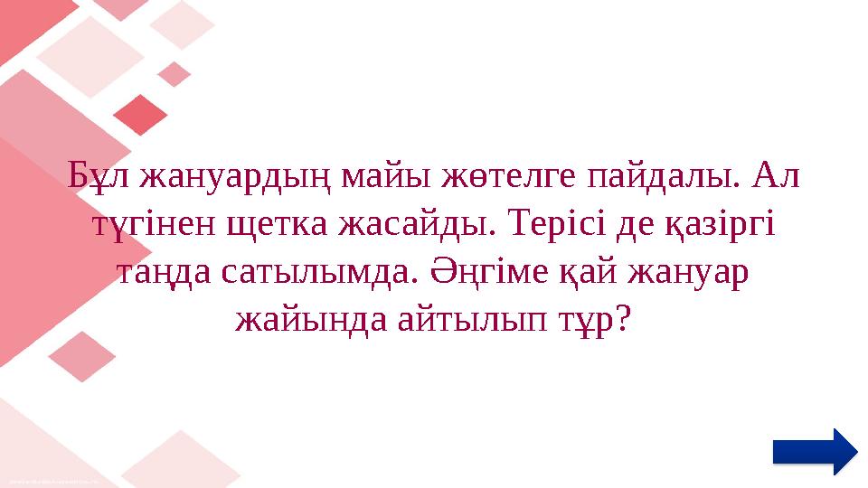 Бұл жануардың майы жөтелге пайдалы. Ал түгінен щетка жасайды. Терісі де қазіргі таңда сатылымда. Әңгіме қай жануар жайында ай