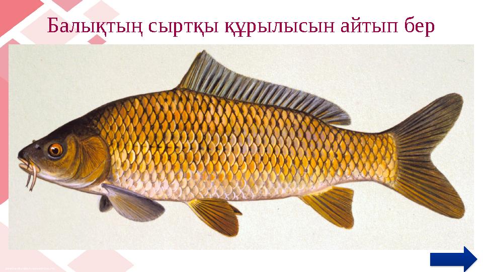 Балықтың сыртқы құрылысын айтып бер