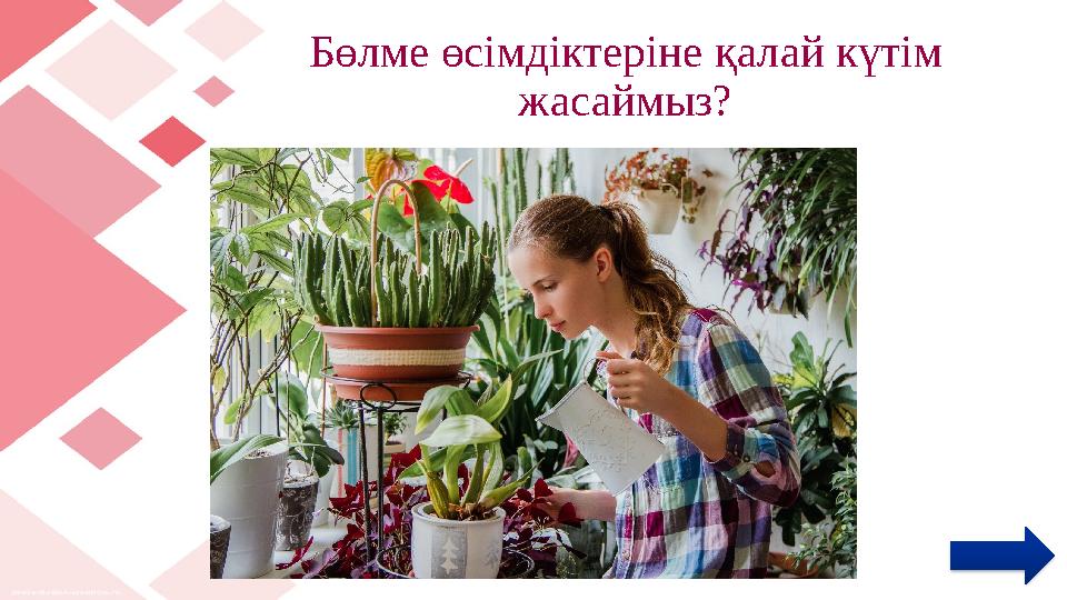 Бөлме өсімдіктеріне қалай күтім жасаймыз?