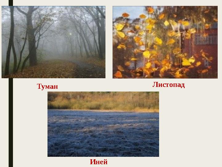 Туман Листопад Иней