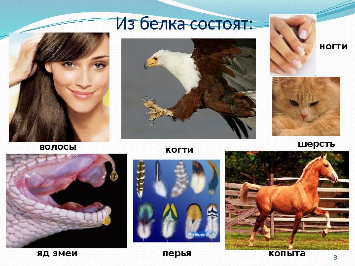8 Из белка состоят: волосы ногти когти шерсть перья копытаяд змеи