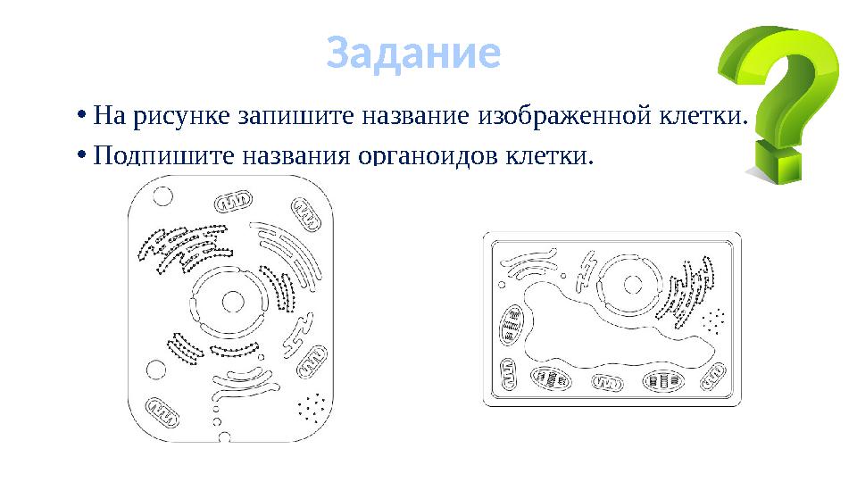 •На рисунке запишите название изображенной клетки. •Подпишите названия органоидов клетки. Задание