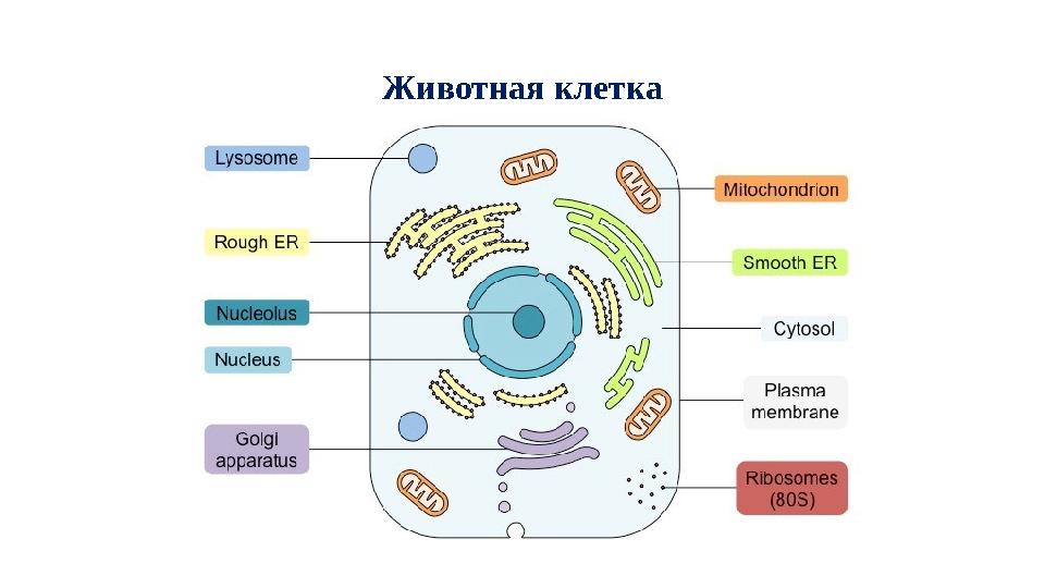 Животная клетка