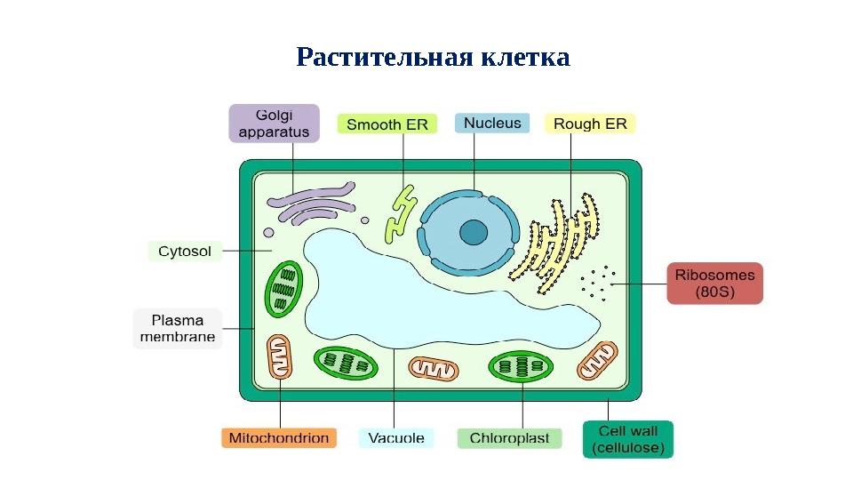 Растительная клетка