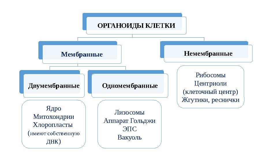 ОРГАНОИДЫ КЛЕТКИ Мембранные Двумембранные Одномембранные Немембранные Ядро Митохондрии Хлоропласты (имеют собственную ДНК)