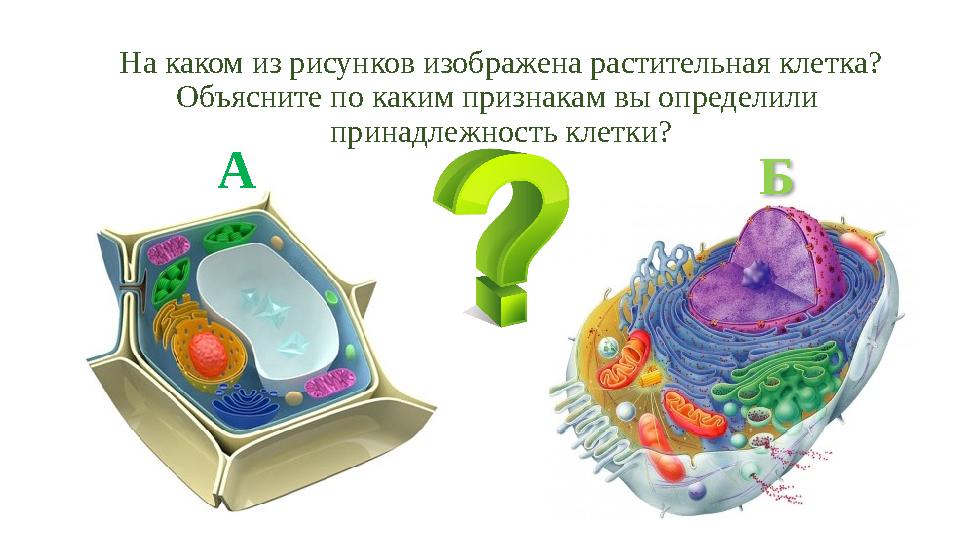 БА На каком из рисунков изображена растительная клетка? Объясните по каким признакам вы определили принадлежность клетки?