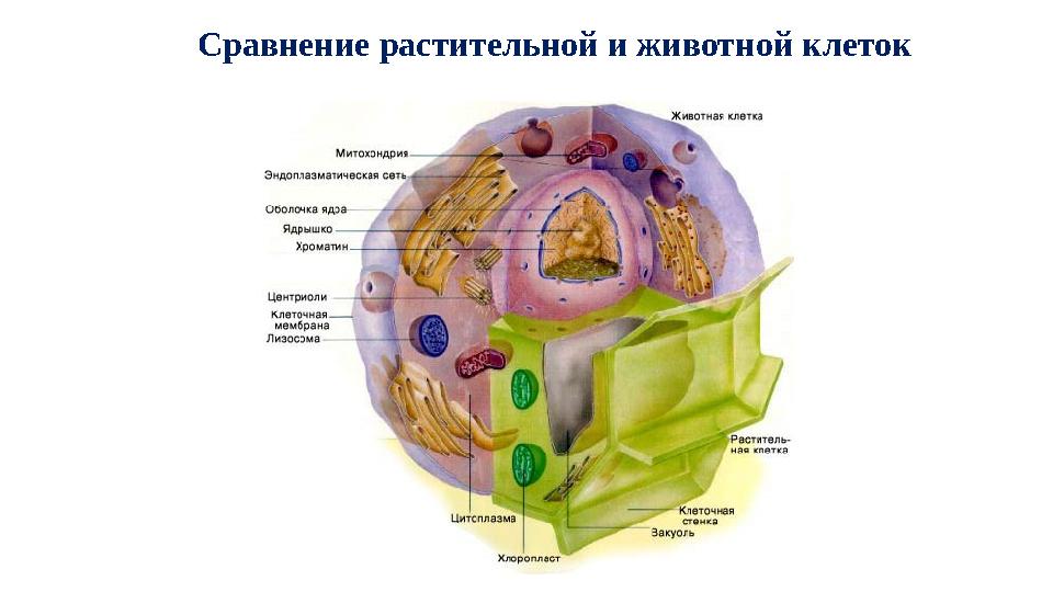 Сравнение растительной и животной клеток