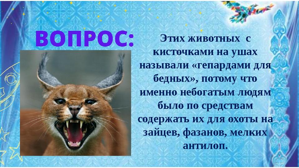 Этих животных с кисточками на ушах называли «гепардами для бедных», потому что именно небогатым людям было по средствам с Этих животных с кисточками на ушах называли «гепардами для бедных», потому что именно небогатым людям было по средствам с