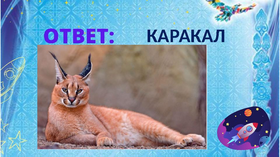КАРАКАЛ КАРАКАЛ