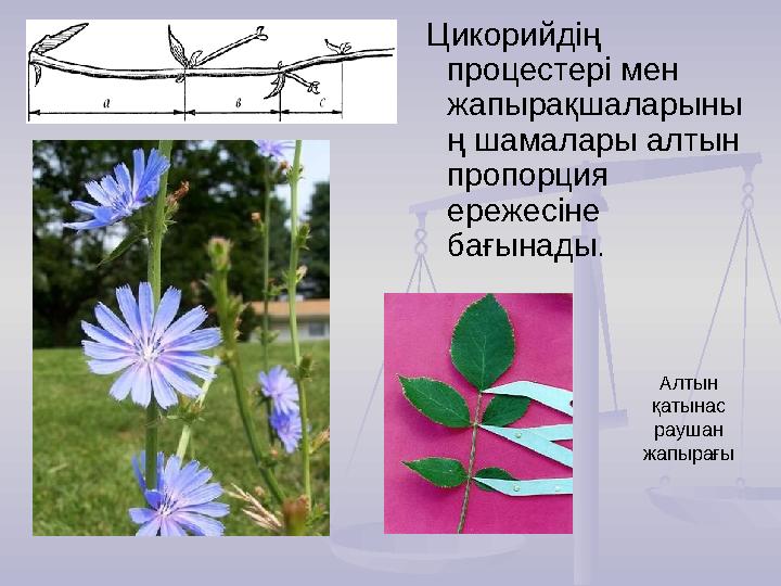 Алтын қатынас раушан жапырағы Цикорийдің процестері мен жапырақшаларыны ң шамалары алтын пропорция ережесіне бағынады.