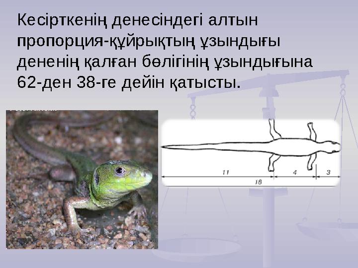 Кесірткенің денесіндегі алтын пропорция-құйрықтың ұзындығы дененің қалған бөлігінің ұзындығына 62-ден 38-ге дейін қатысты.