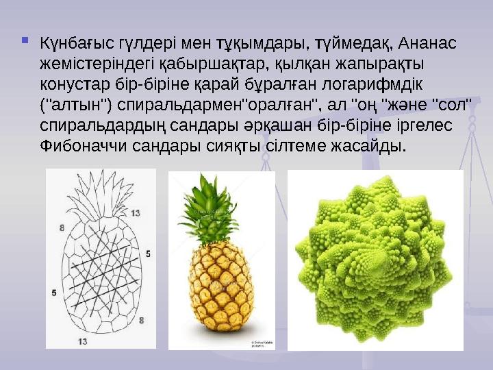 Күнбағыс гүлдері мен тұқымдары, түймедақ, Ананас жемістеріндегі қабыршақтар, қылқан жапырақты конустар бір-біріне қарай бұрал