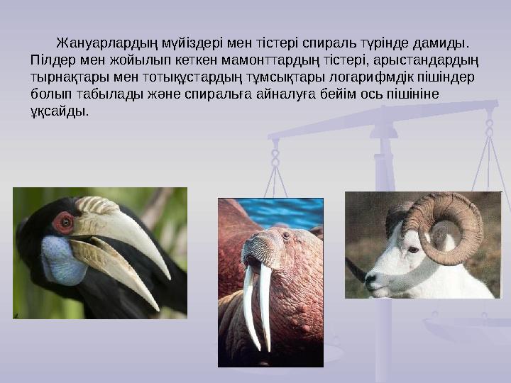 Жануарлардың мүйіздері мен тістері спираль түрінде дамиды. Пілдер мен жойылып кеткен мамонттардың тістері, арыстандардың тырна