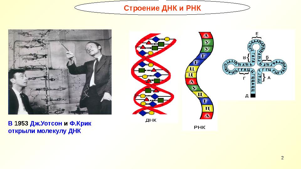 2 Строение ДНК и РНК В 1953 Дж.Уотсон и Ф.Крик открыли молекулу ДНК 2 Строение ДНК и РНК В 1953 Дж.Уотсон и Ф.Крик открыли молекулу ДНК