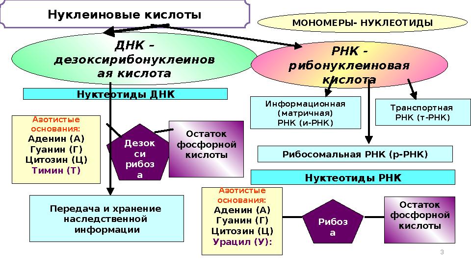 3 Нуклеиновые кислоты МОНОМЕРЫ- НУКЛЕОТИДЫ ДНК – дезоксирибонуклеинов ая кислота РНК - рибонуклеиновая кислота Нуктеотиды ДНК 3 Нуклеиновые кислоты МОНОМЕРЫ- НУКЛЕОТИДЫ ДНК – дезоксирибонуклеинов ая кислота РНК - рибонуклеиновая кислота Нуктеотиды ДНК