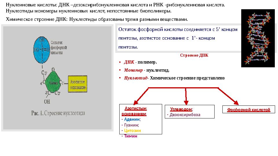 Химическое строение ДНК: Нуклеотиды образованы тремя разными веществами. Нуклеиновые кислоты: ДНК –дезоксирибонуклеиновая кисло Химическое строение ДНК: Нуклеотиды образованы тремя разными веществами. Нуклеиновые кислоты: ДНК –дезоксирибонуклеиновая кисло