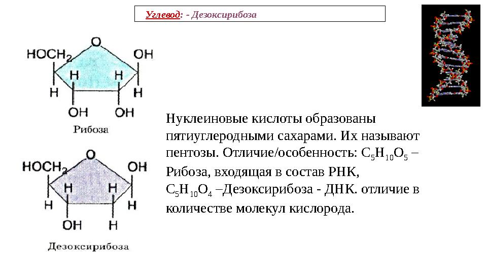 Углевод: - Дезоксирибоза Нуклеиновые кислоты образованы пятиуглеродными сахарами. Их называют пентозы. Отличие/особенность: Углевод: - Дезоксирибоза Нуклеиновые кислоты образованы пятиуглеродными сахарами. Их называют пентозы. Отличие/особенность: