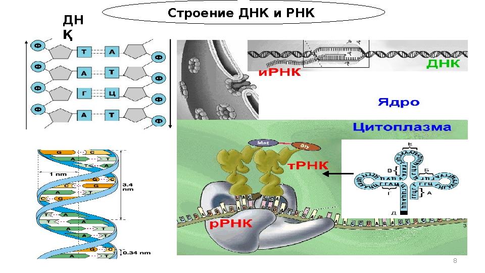 8 Строение ДНК и РНК ДН Қ 8 Строение ДНК и РНК ДН Қ
