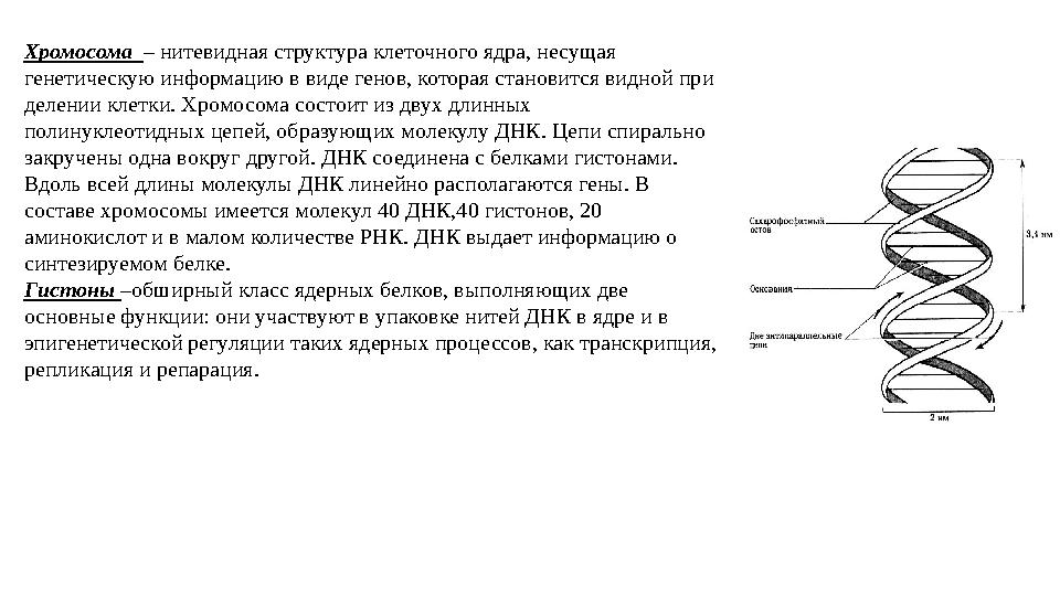 Хромосома – нитевидная структура клеточного ядра, несущая генетическую информацию в виде генов, которая становится видной при Хромосома – нитевидная структура клеточного ядра, несущая генетическую информацию в виде генов, которая становится видной при
