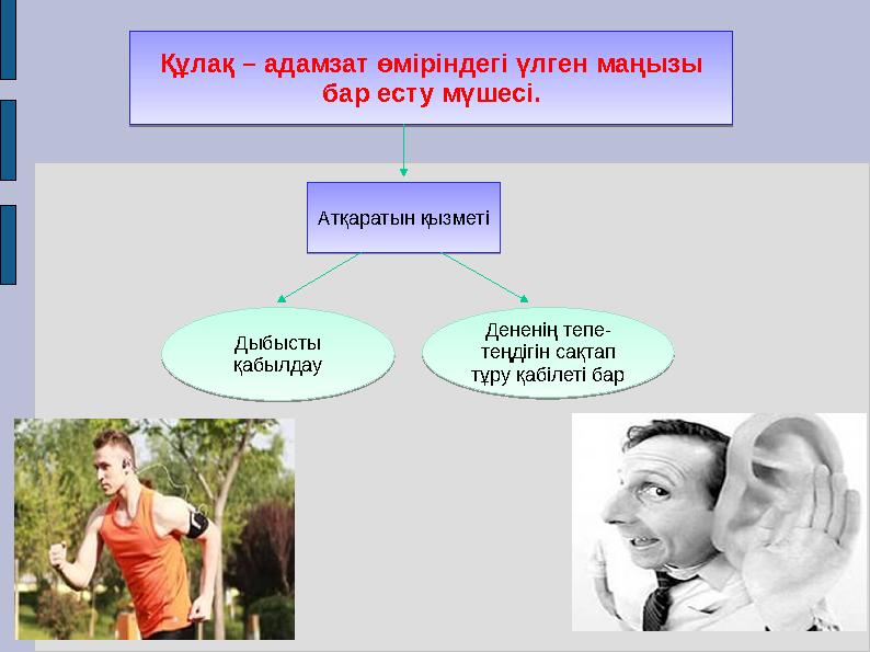 Құлақ – адамзат өміріндегі үлген маңызы бар есту мүшесі. Құлақ – адамзат өміріндегі үлген маңызы бар есту мүшесі.Атқаратын қыз Құлақ – адамзат өміріндегі үлген маңызы бар есту мүшесі. Құлақ – адамзат өміріндегі үлген маңызы бар есту мүшесі.Атқаратын қыз