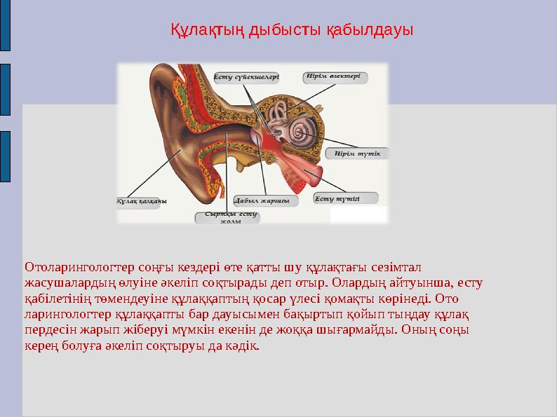 Құлақтың дыбысты қабылдауы Отоларингологтер соңғы кездері өте қатты шу құлақтағы сезімтал жасушалардың өлуіне әкеліп соқтырады Құлақтың дыбысты қабылдауы Отоларингологтер соңғы кездері өте қатты шу құлақтағы сезімтал жасушалардың өлуіне әкеліп соқтырады