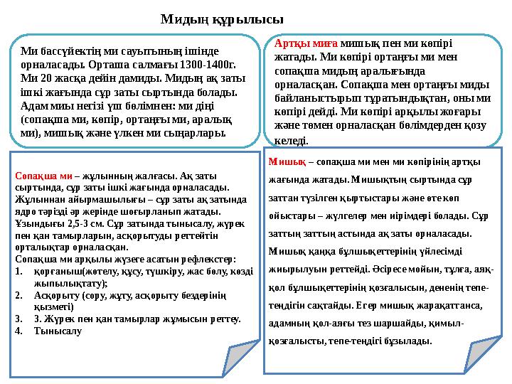 Мидың құрылысы Ми бассүйектің ми сауытының ішінде орналасады. Орташа салмағы 1300-1400г. Ми 20 жасқа дейін дамиды. Мидың ақ за