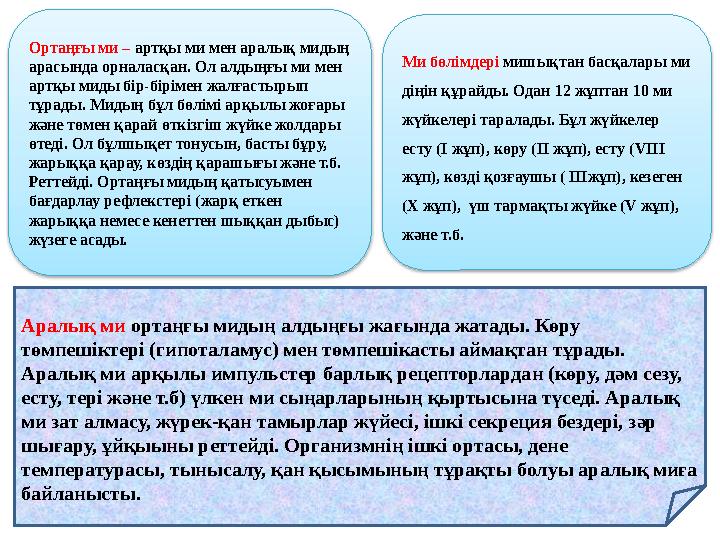 Ортаңғы ми – артқы ми мен аралық мидың арасында орналасқан. Ол алдыңғы ми мен артқы миды бір-бірімен жалғастырып тұрады. Мид