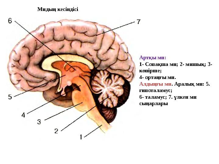 Артқы ми: 1- Сопақша ми; 2- мишық; 3- көпірше; 4- ортаңғы ми. Алдыңғы ми. Аралық ми: 5. гипоталамус; 6- таламус; 7. үлкен