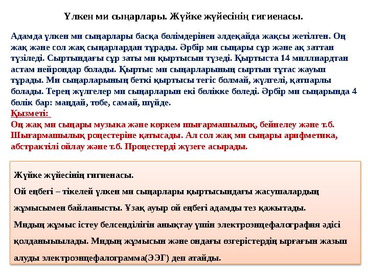 Үлкен ми сыңарлары. Жүйке жүйесінің гигиенасы. Адамда үлкен ми сыңарлары басқа бөлімдерінен әлдеқайда жақсы жетілген. Оң жақ жә