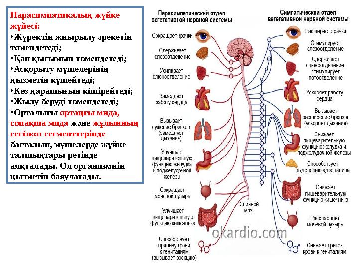 Парасимпатикалық жүйке жүйесі: •Жүректің жиырылу әрекетін төмендетеді; •Қан қысымын төмендетеді; •Асқорыту мүшелерінің қызме
