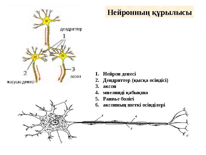 1.Нейрон денесі 2.Дендриттер (қысқа өсіндісі) 3.аксон 4.миелинді қабықша 5.Ранвье бөлігі 6.аксонның шеткі өсінділері Нейро