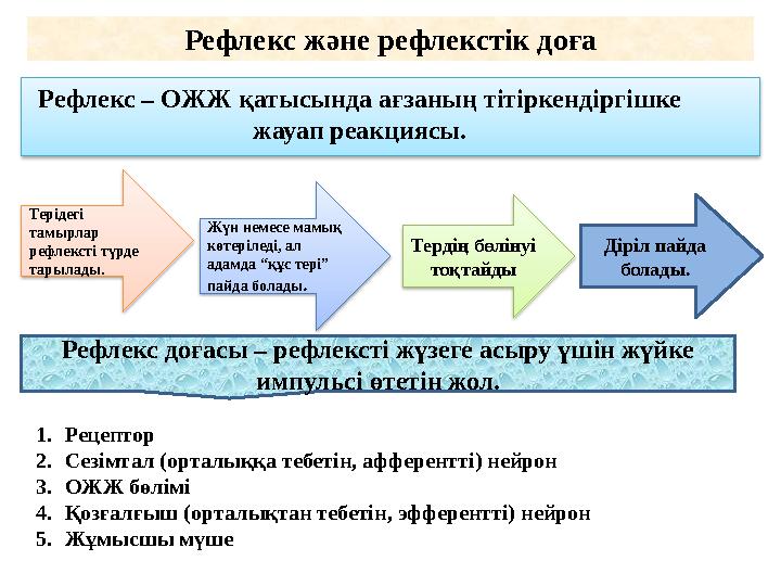 Рефлекс және рефлекстік доға Рефлекс – ОЖЖ қатысында ағзаның тітіркендіргішке жауап реакциясы. Терідегі тамырлар рефлексті