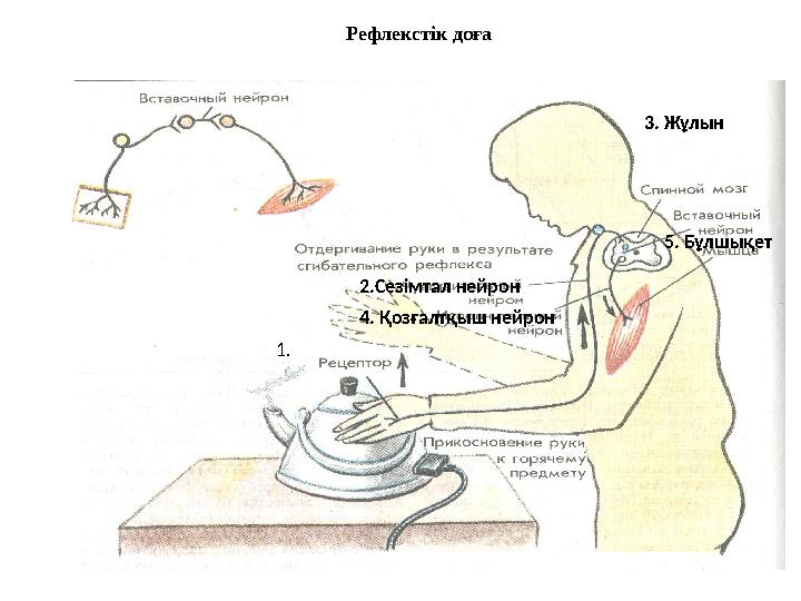 1. 2.Сезімтал нейрон 3. Жұлын 4. Қозғалтқыш нейрон 5. Бұлшықет Рефлекстік доға